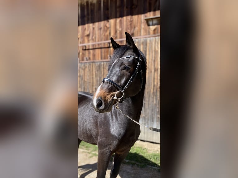 Holstein Gelding 4 years 16,1 hh Bay-Dark in Traunreut