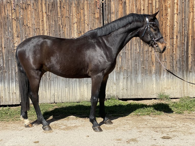 Holstein Gelding 4 years 16,1 hh Bay-Dark in Traunreut