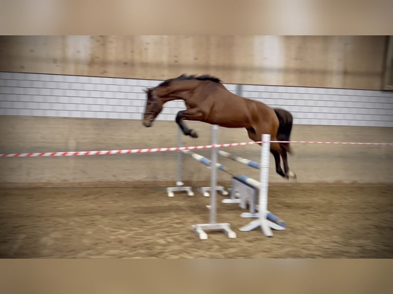 Holstein Gelding 4 years 16,1 hh Brown in Oberdorf