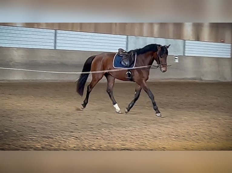 Holstein Gelding 4 years 16,1 hh Brown in Oberdorf