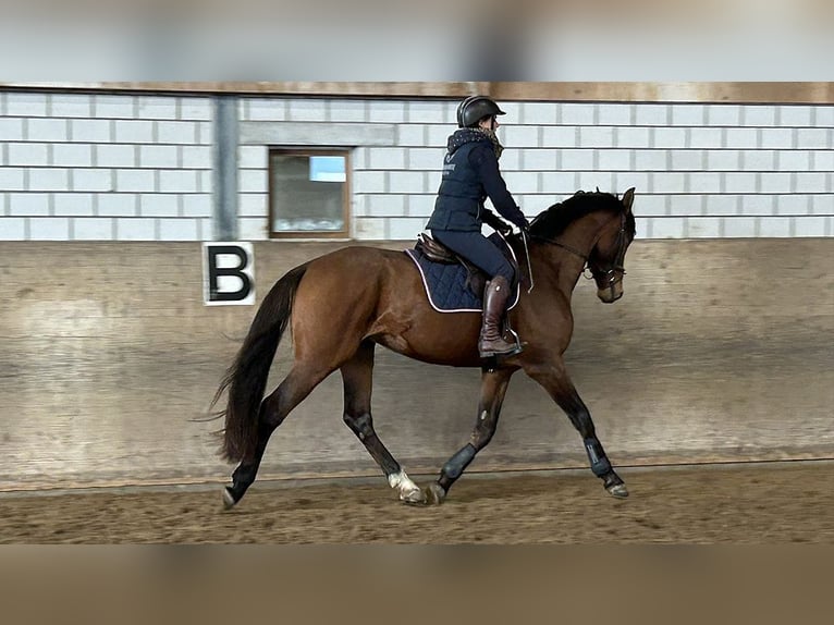 Holstein Gelding 4 years 16,1 hh Brown in Oberdorf