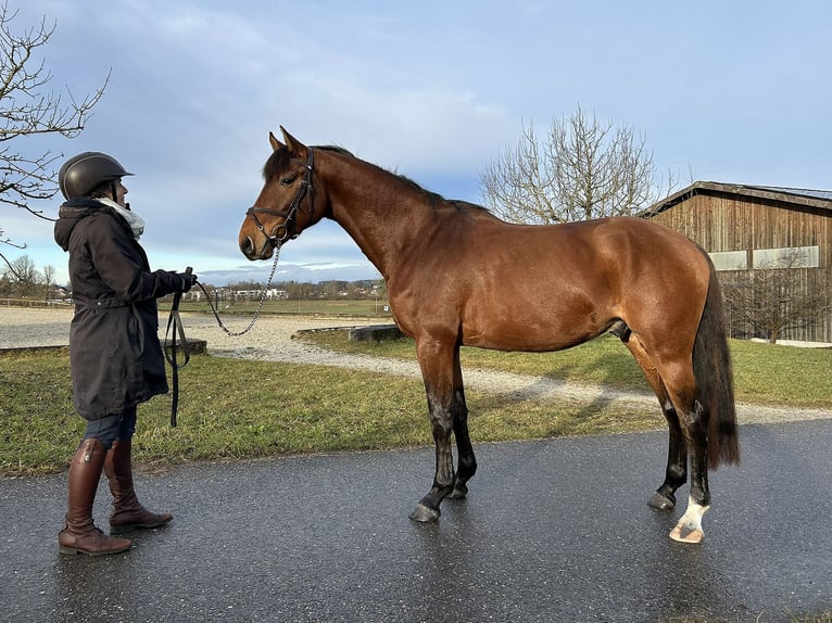 Holstein Gelding 4 years 16,1 hh Brown in Oberdorf