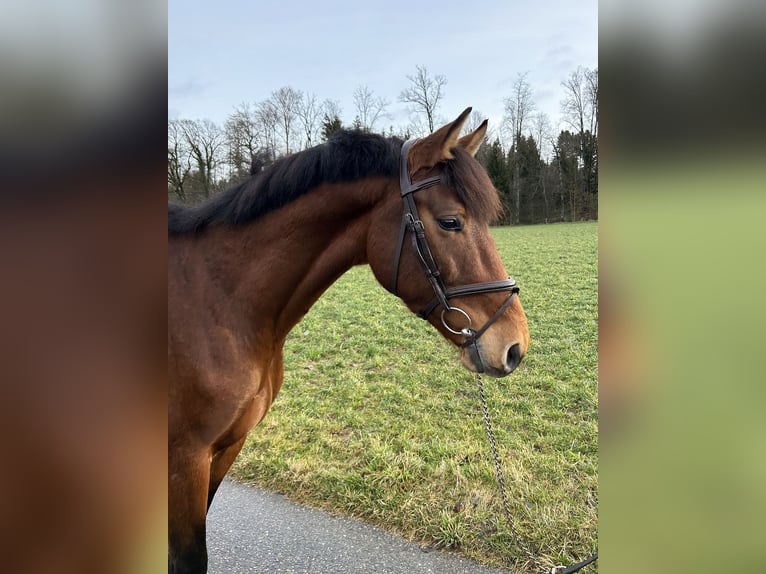 Holstein Gelding 4 years 16,1 hh Brown in Oberdorf