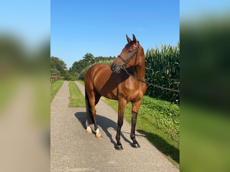 Holstein Gelding 4 years 16,1 hh Brown in Klein Barkau