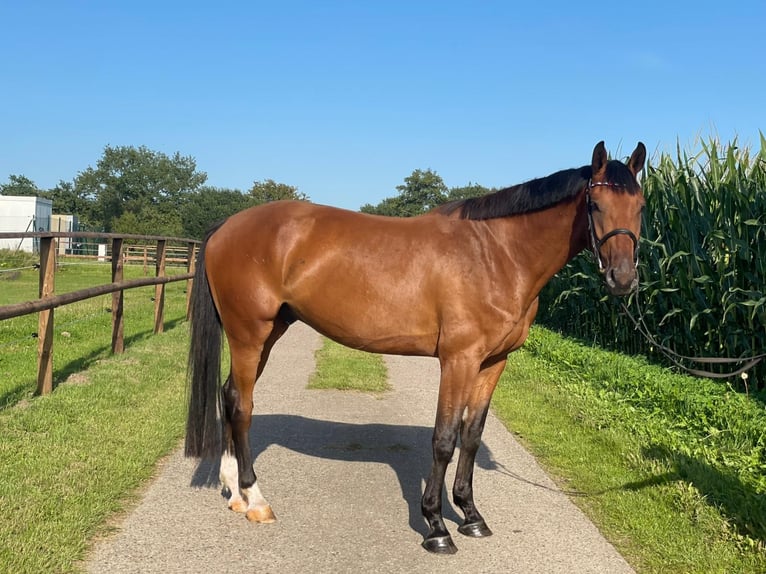 Holstein Gelding 4 years 16,1 hh Brown in Klein Barkau