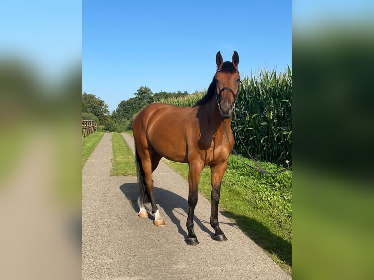 Holstein Gelding 4 years 16,1 hh Brown in Klein Barkau
