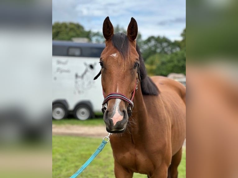 Holstein Gelding 4 years 16,1 hh Brown in Mustin