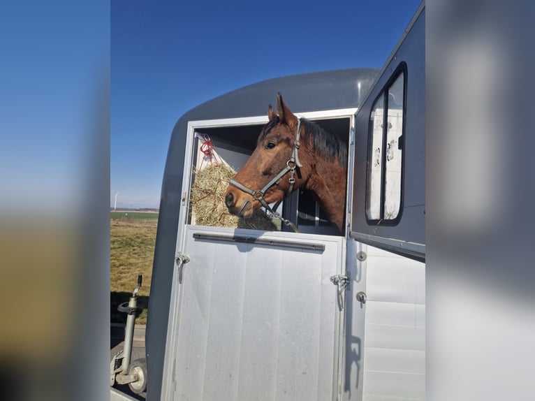 Holstein Gelding 4 years 16,1 hh Brown in WoltersdorfSchulendorf