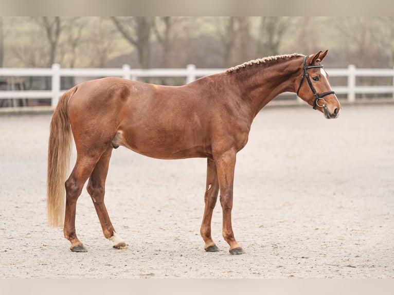 Holstein Gelding 4 years 16,1 hh Brown in Zduchovice