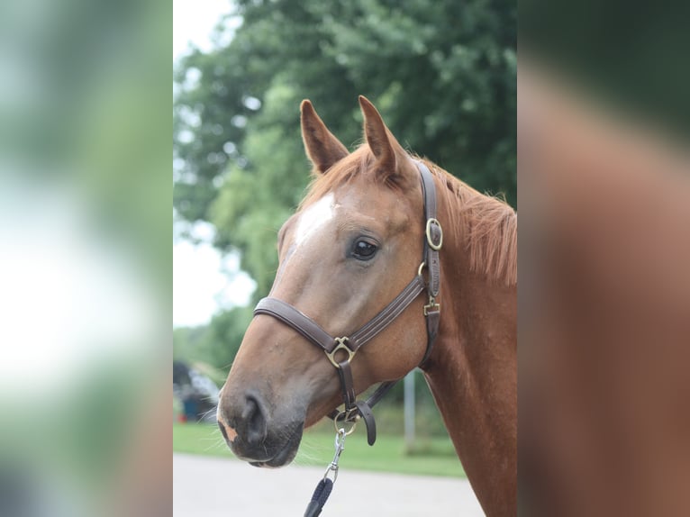 Holstein Gelding 4 years 16,1 hh Chestnut-Red in Lindewitt