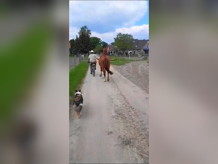 Holstein Gelding 4 years 16,1 hh Chestnut-Red in Sirksfelde
