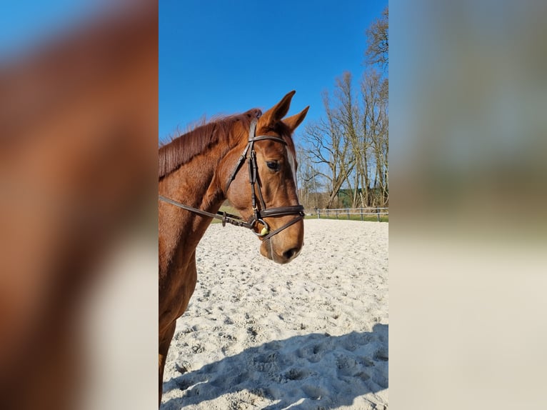 Holstein Gelding 4 years 16,1 hh Chestnut-Red in Sirksfelde
