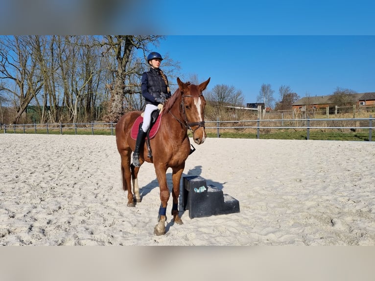 Holstein Gelding 4 years 16,1 hh Chestnut-Red in Sirksfelde