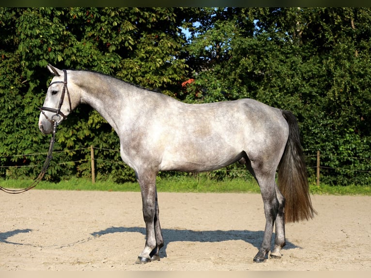 Holstein Gelding 4 years 16,1 hh Gray in Haselau