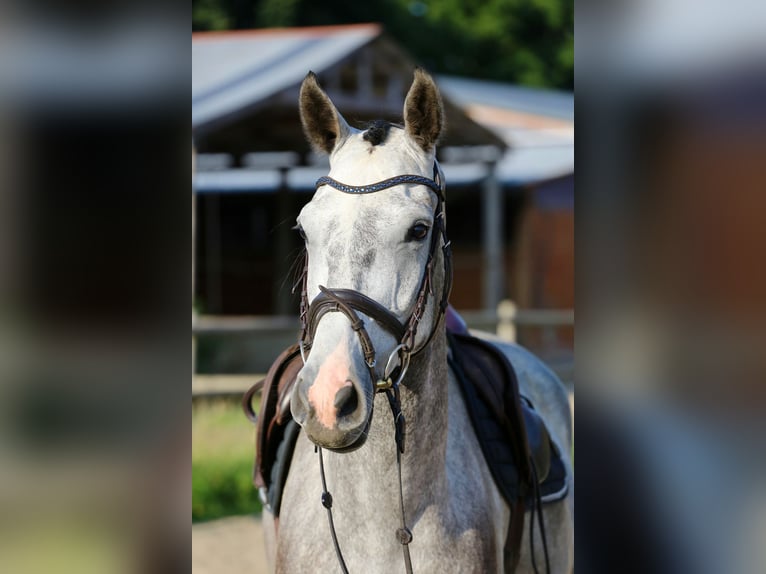 Holstein Gelding 4 years 16,1 hh Gray in Haselau