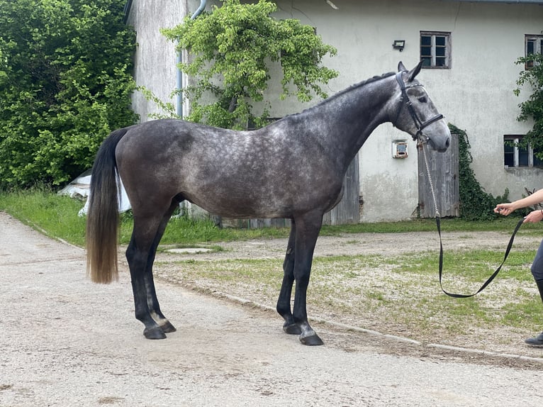 Holstein Gelding 4 years 16,1 hh Grey-Dark-Tan in Traunreut