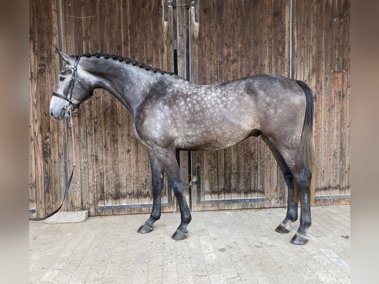 Holstein Gelding 4 years 16,1 hh Grey-Dark-Tan in Traunreut