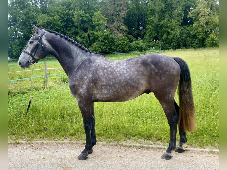 Holstein Gelding 4 years 16,1 hh Grey-Dark-Tan in Traunreut