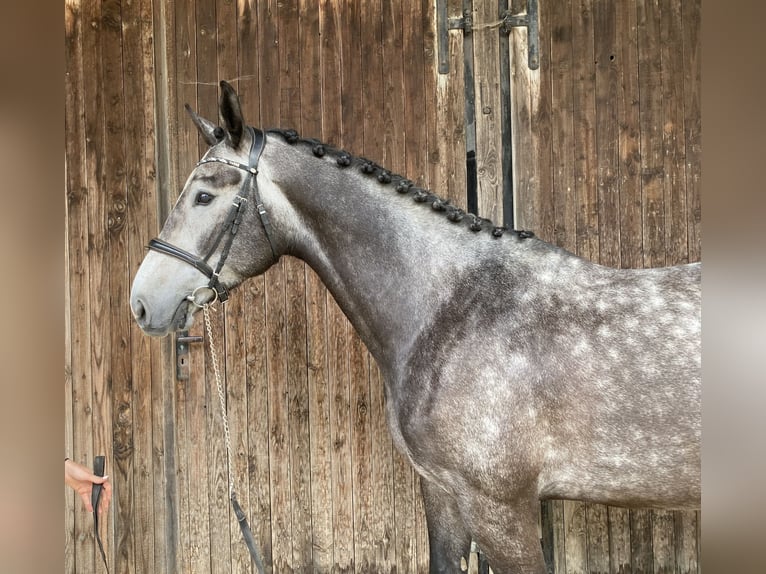 Holstein Gelding 4 years 16,1 hh Grey-Dark-Tan in Traunreut