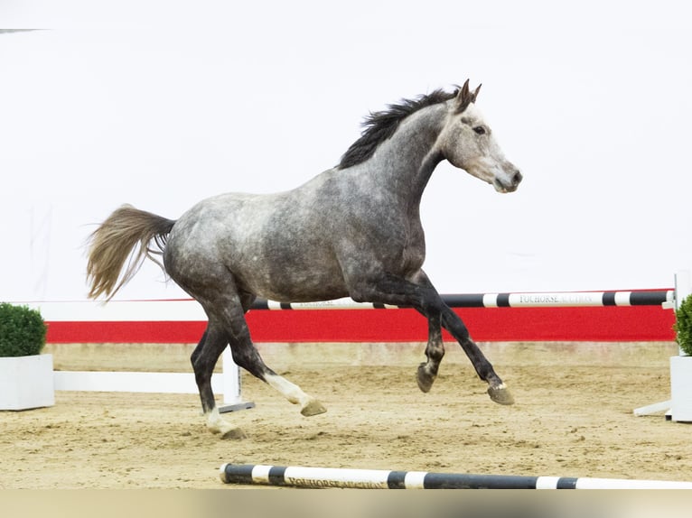 Holstein Gelding 4 years 16,1 hh Grey in Waddinxveen