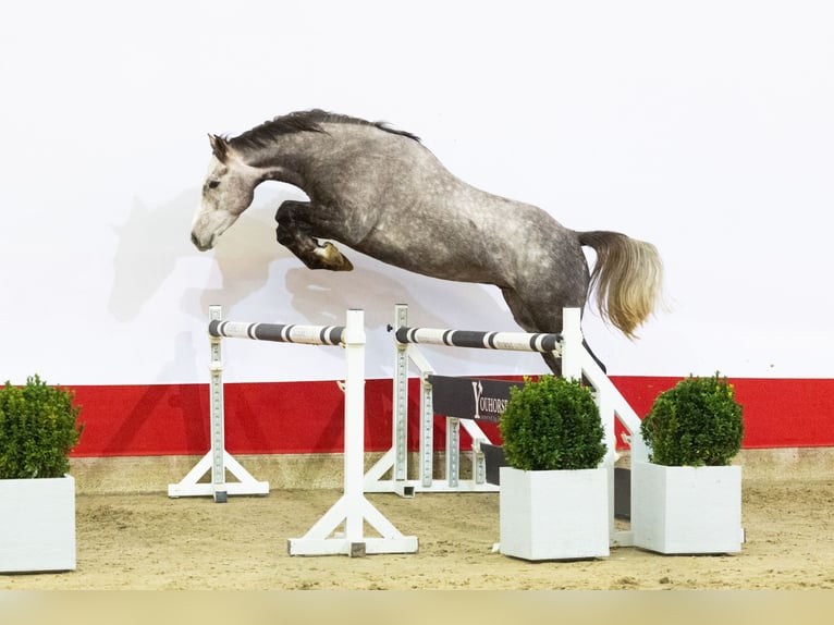 Holstein Gelding 4 years 16,1 hh Grey in Waddinxveen