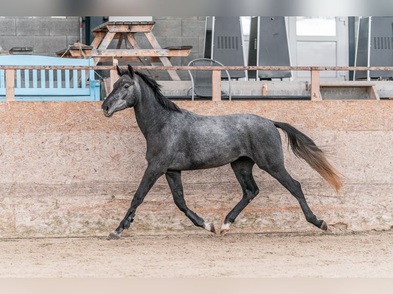 Holstein Gelding 4 years 16,1 hh Grey in Zduchovice