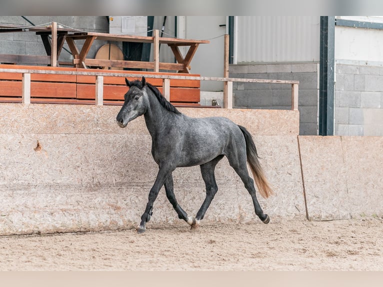 Holstein Gelding 4 years 16,1 hh Grey in Zduchovice
