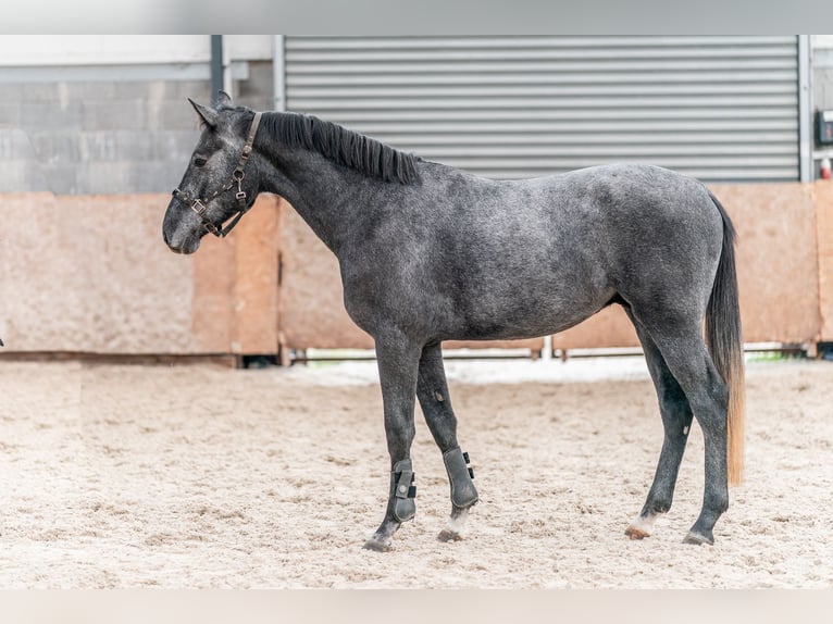 Holstein Gelding 4 years 16,1 hh Grey in Zduchovice