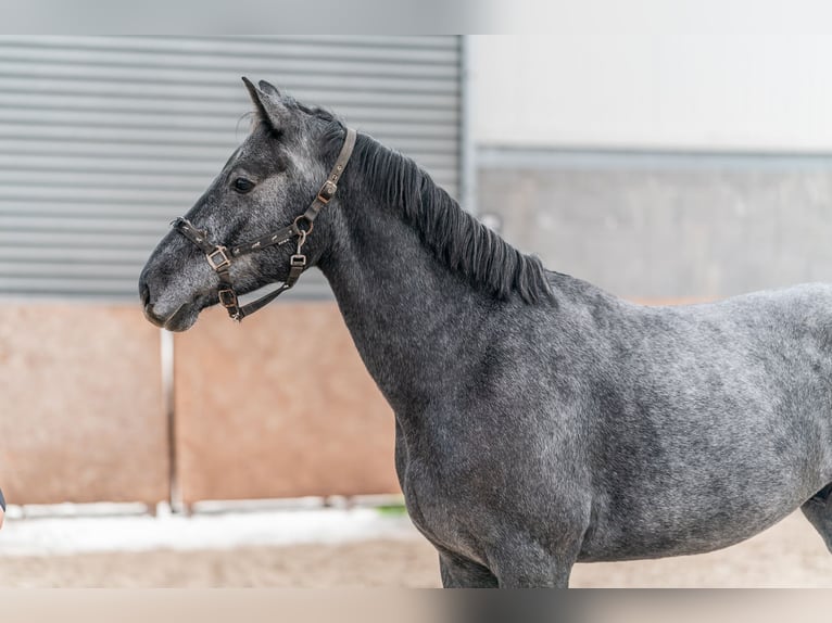 Holstein Gelding 4 years 16,1 hh Grey in Zduchovice