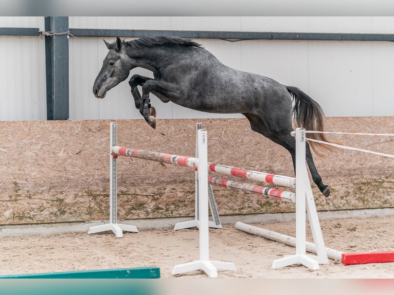 Holstein Gelding 4 years 16,1 hh Grey in Zduchovice