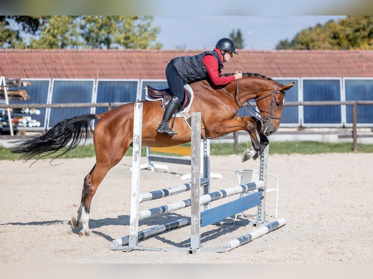 Holstein Gelding 4 years 16,2 hh Bay in Zduchovice