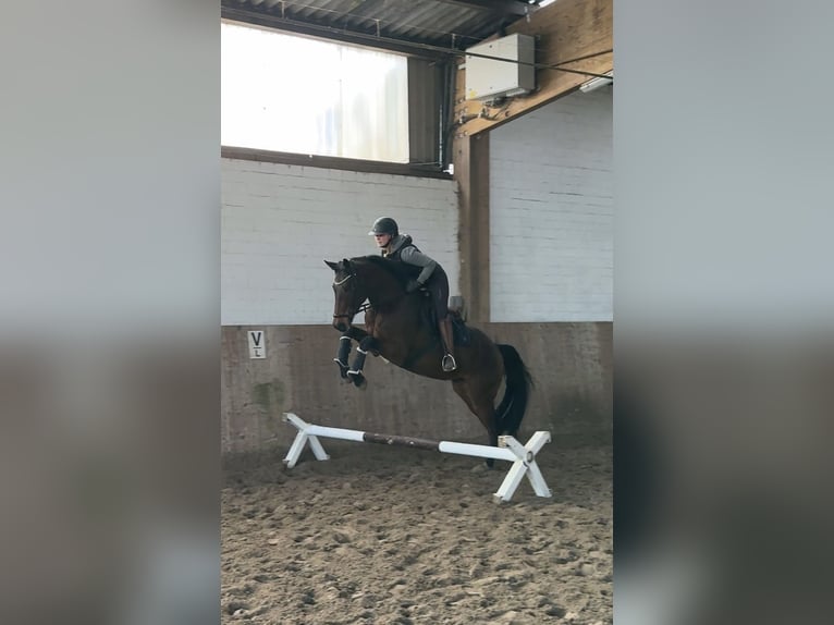 Holstein Gelding 4 years 16,2 hh Brown in Jersbek
