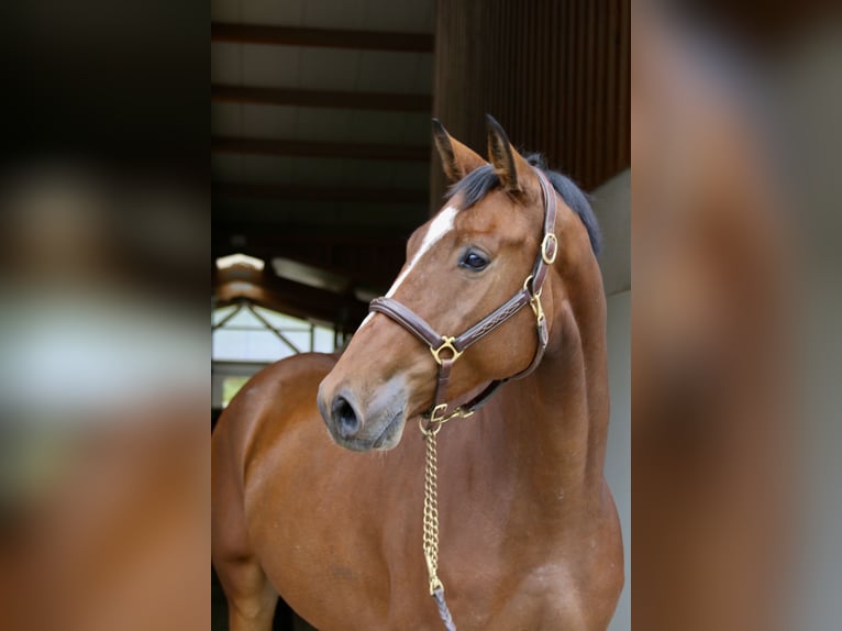 Holstein Gelding 4 years 16,2 hh Brown-Light in Erharting