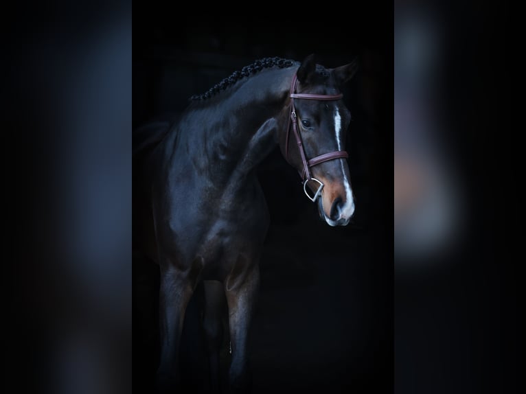 Holstein Gelding 4 years 16,2 hh Brown in Lastrup