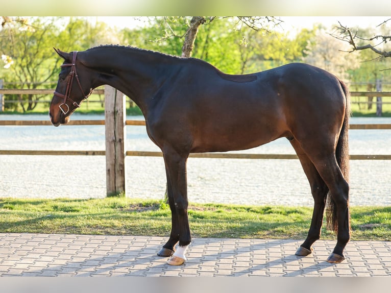 Holstein Gelding 4 years 16,2 hh Brown in Lastrup