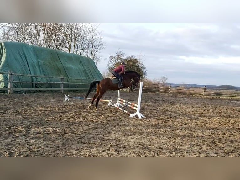 Holstein Gelding 4 years 16,2 hh Brown in Borstorf