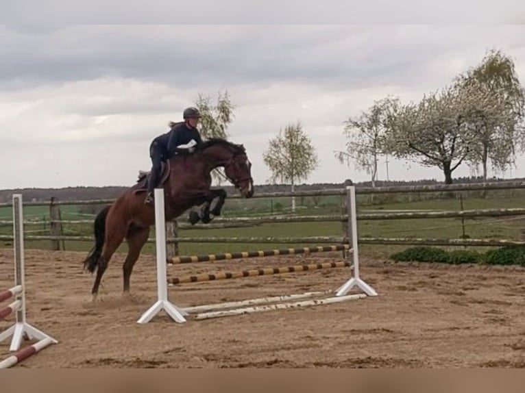 Holstein Gelding 4 years 16,2 hh Brown in Borstorf