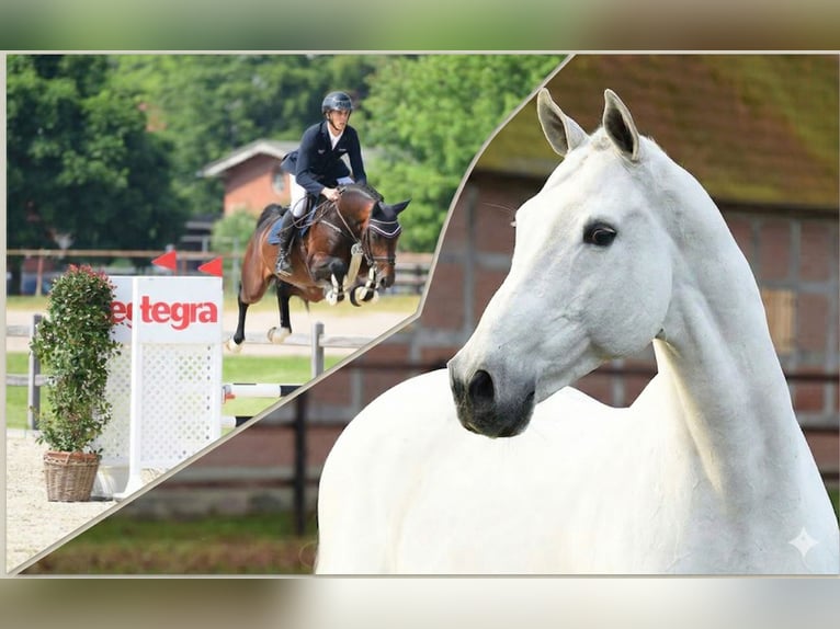 Holstein Gelding 4 years 16,2 hh Brown in Bargenstedt