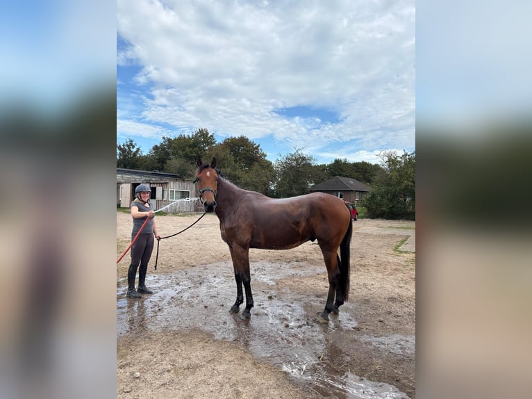 Holstein Gelding 4 years 16,2 hh Brown in Horstedt