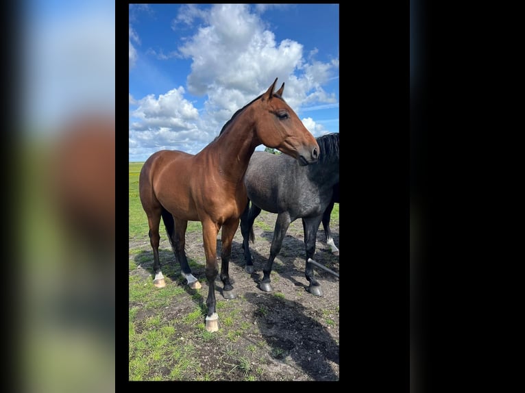 Holstein Gelding 4 years 16,2 hh Brown in S&#xFC;dermarsch