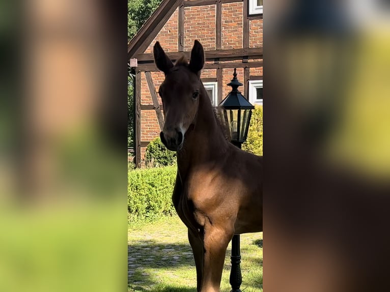 Holstein Gelding 4 years 16,2 hh Chestnut-Red in Celle