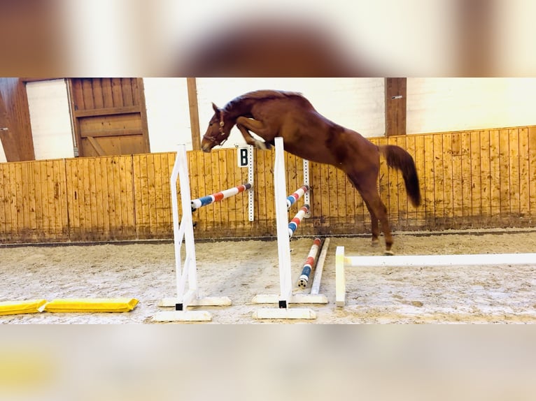Holstein Gelding 4 years 16,2 hh Chestnut-Red in Celle