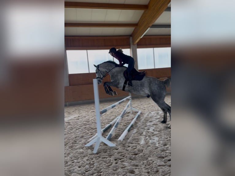 Holstein Gelding 4 years 16,2 hh Gray in Kirchenthumbach