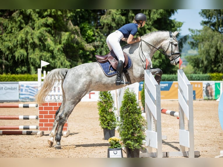 Holstein Gelding 4 years 16,2 hh Gray in Kirchenthumbach