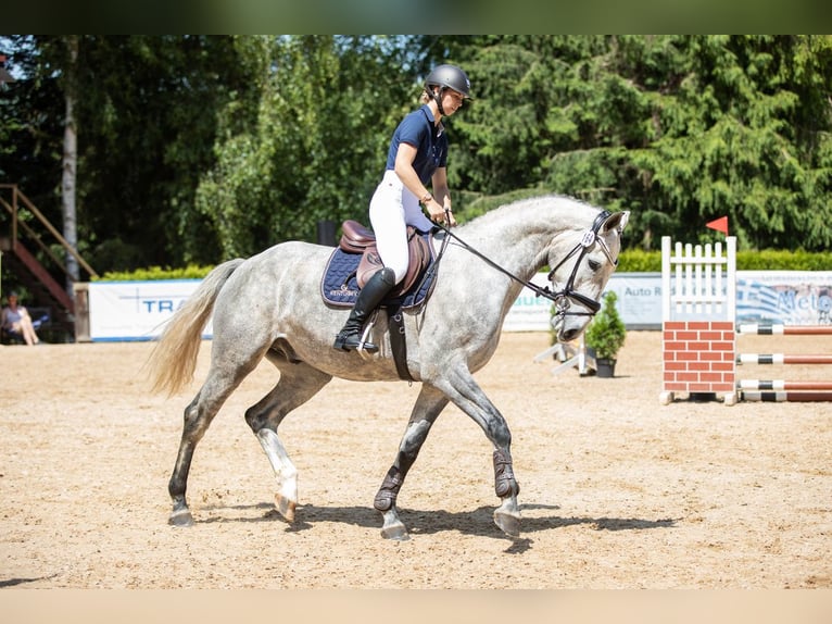 Holstein Gelding 4 years 16,2 hh Gray in Kirchenthumbach