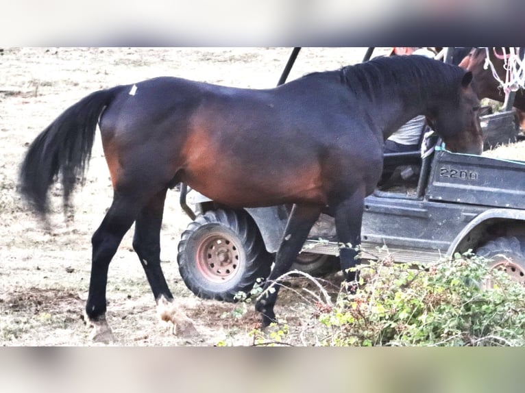 Holstein Mix Gelding 4 years 16,2 hh Grey in Couiza
