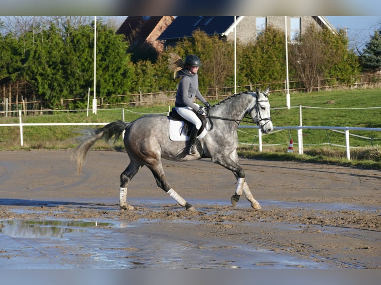 Holstein Gelding 4 years 16,2 hh Grey in Ganschow