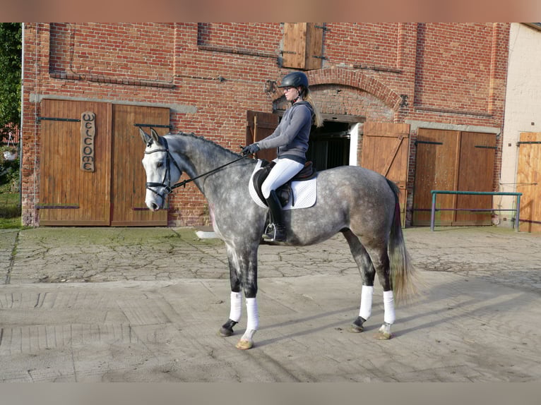 Holstein Gelding 4 years 16,2 hh Grey in Ganschow