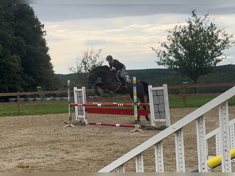 Holstein Gelding 4 years 16,2 hh Smoky-Black in Heiligenkreuz