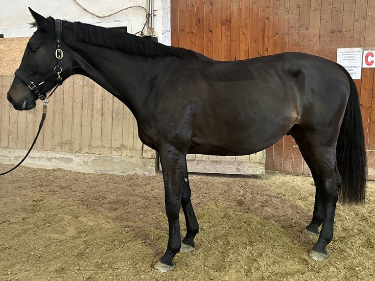 Holstein Gelding 4 years 16,2 hh Smoky-Black in Heiligenkreuz